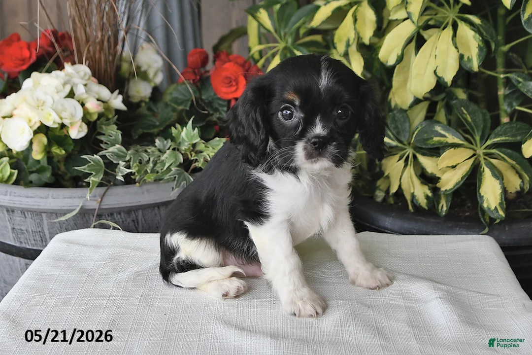 Cavalier King Charles Spaniel dogs for sale: Jesse - Ad 5