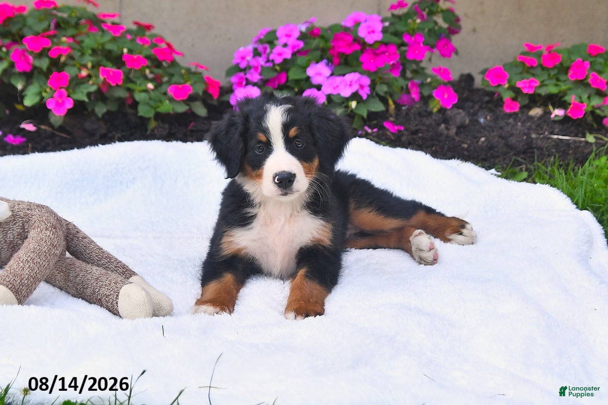 Bernese Mountain Dog dogs CeCe - Ad 1