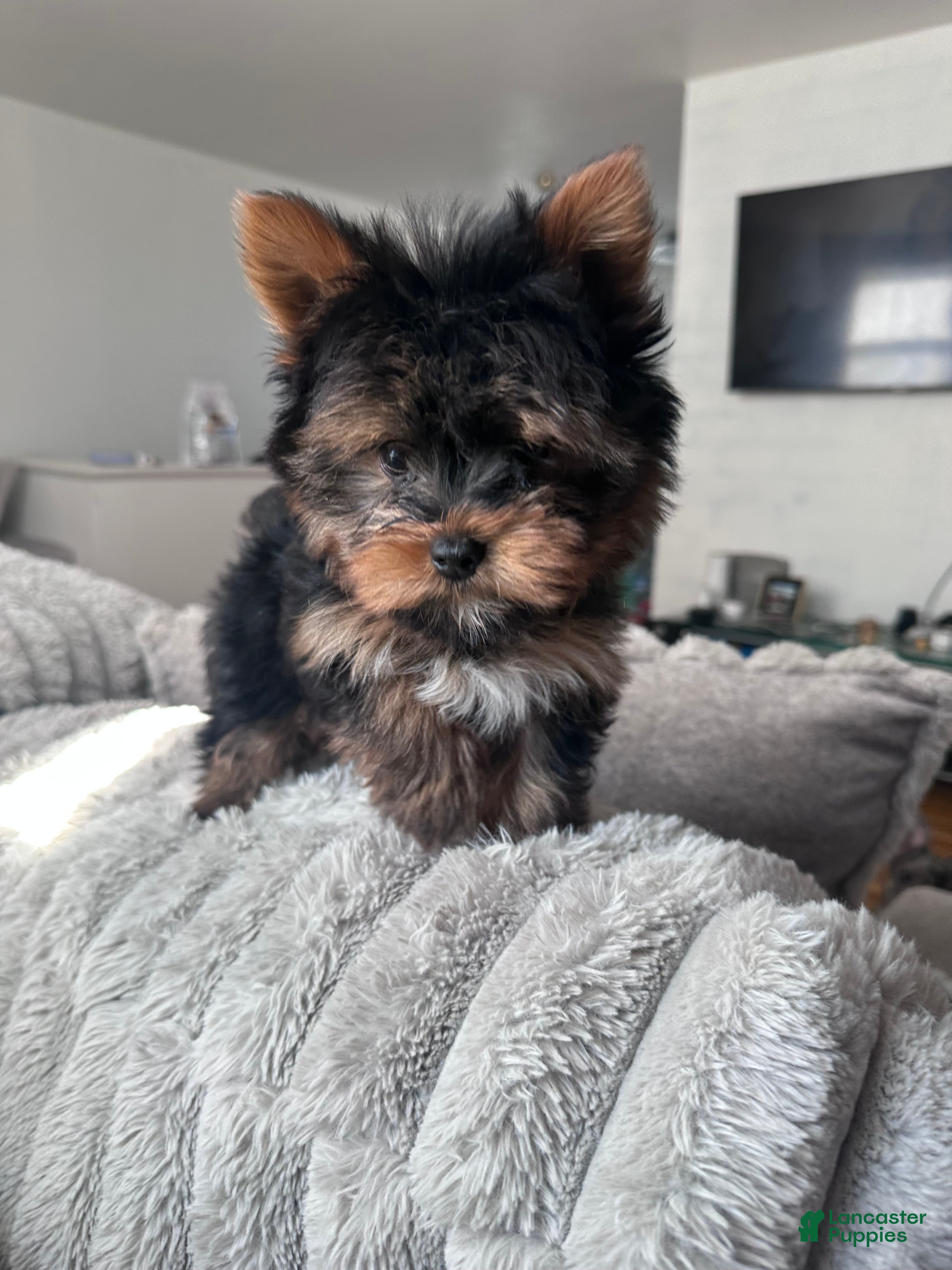 Yorkshire Terrier dogs Teddy - Ad 2