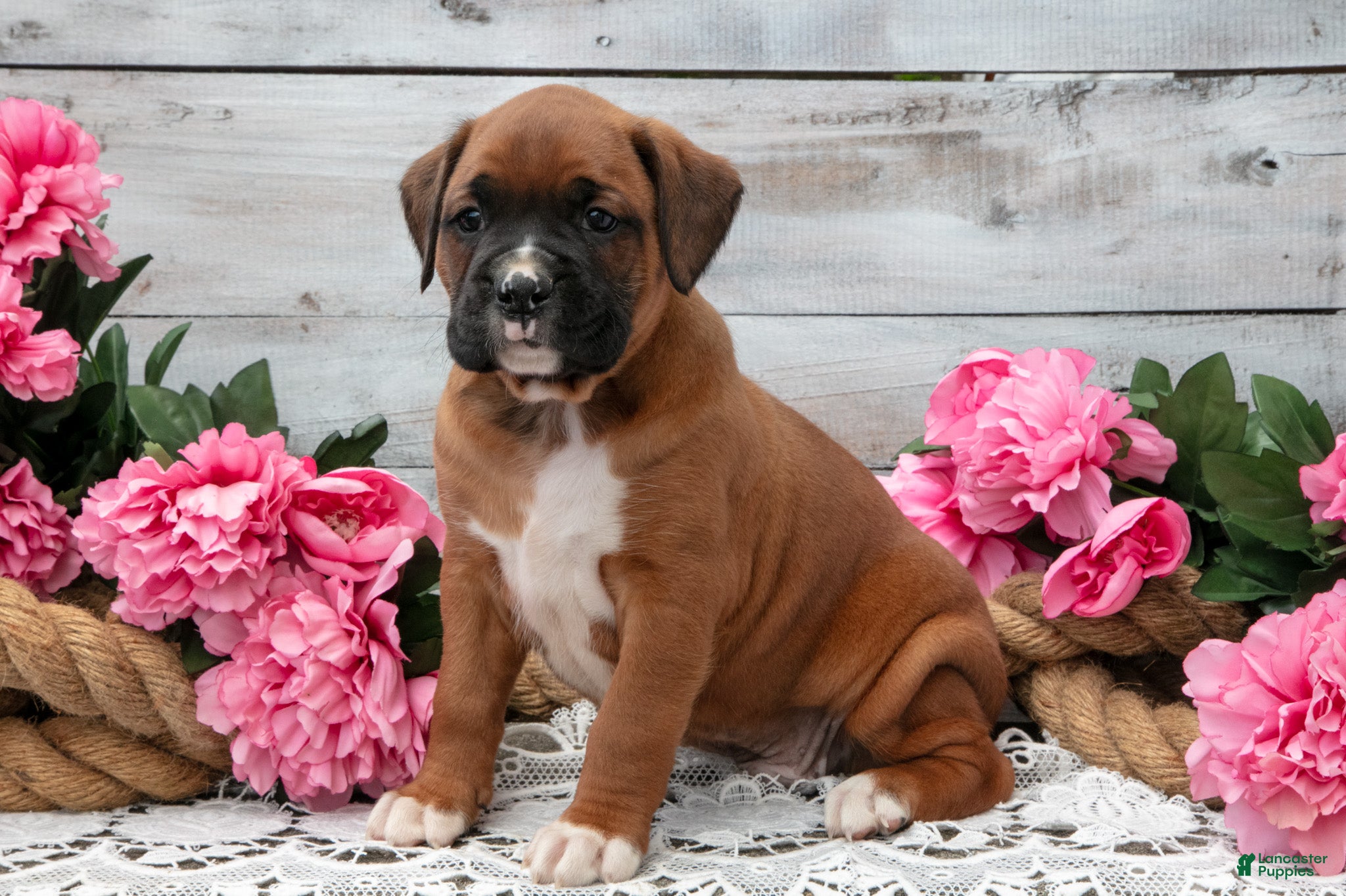 Boxer dogs Buster - Ad 2