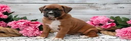 Boxer dogs for sale: Buster - Ad 2
