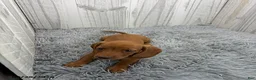 Miniature Dachshund dogs for sale: Clover - Ad 3