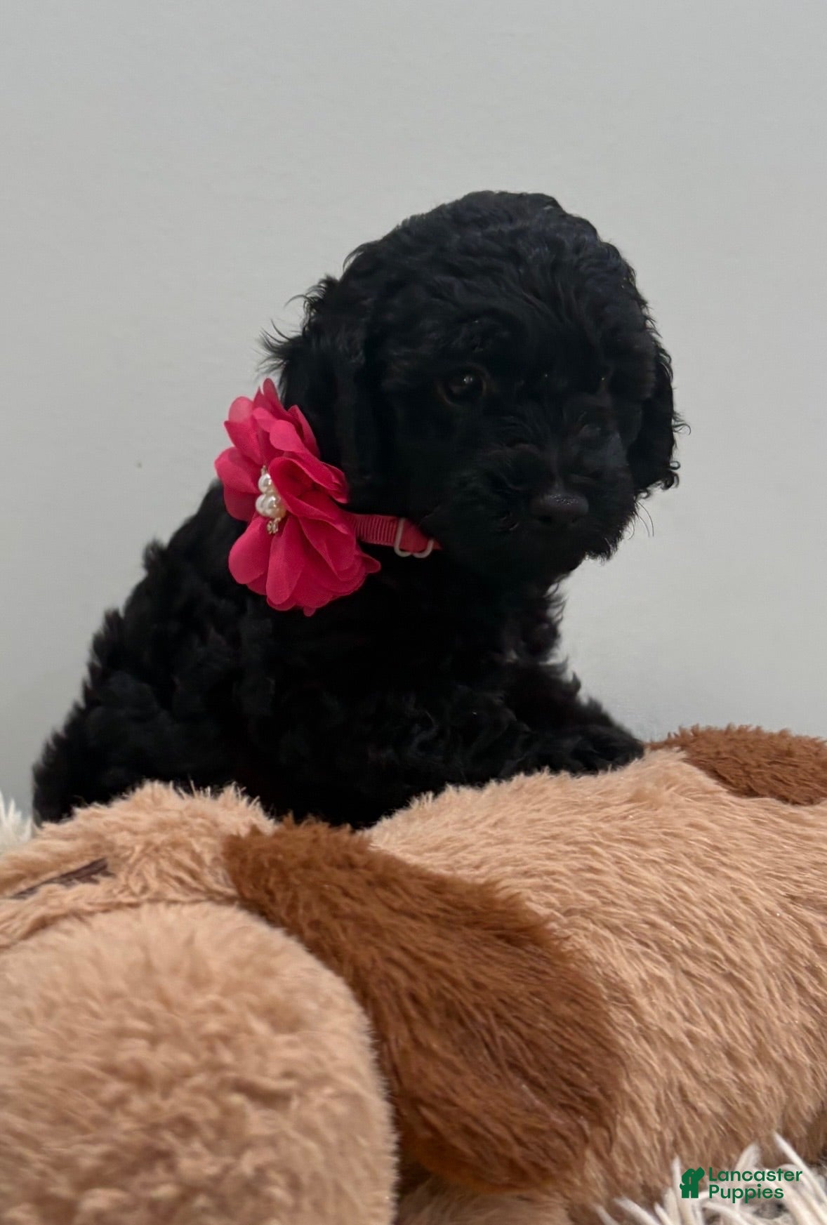 Miniature Poodle dogs Pinky - Ad 22