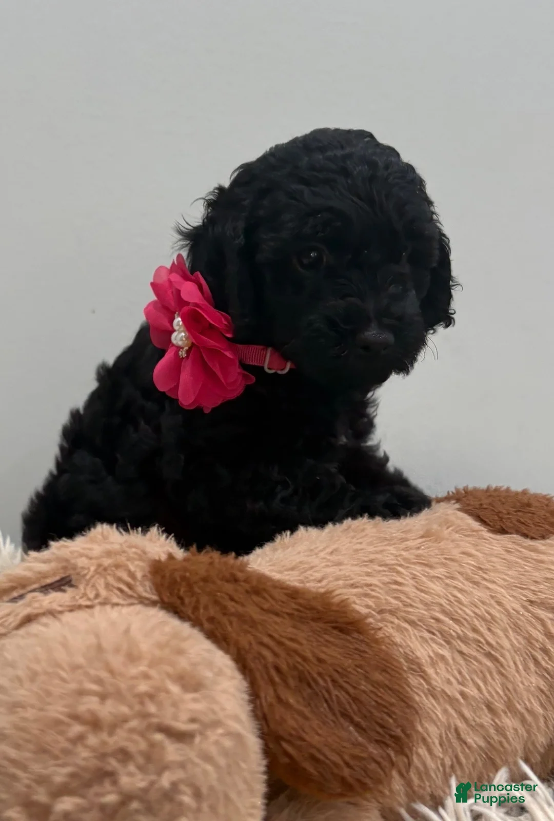 Miniature Poodle dogs for sale: Pinky - Ad 1