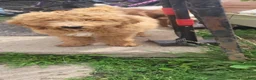 Mini Goldendoodle dogs for sale: Mini Goldendoodle Girl 1 - Ad 4