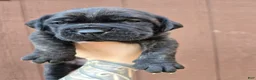 Cane Corso dogs for sale: Apache  - Ad 2