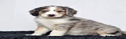 Bernedoodle dogs for sale: Ms. Hazel - Ad 4