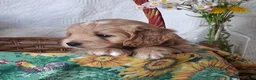 Mini Goldendoodle dogs for sale: Mini Goldendoodle, Diamond - Ad 6
