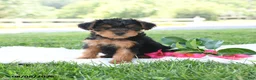 Yorkiepoo dogs for sale: Teddy Freddy - Ad 1