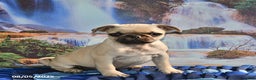 Pug dogs for sale: Wee Willy Winkie - Ad 22