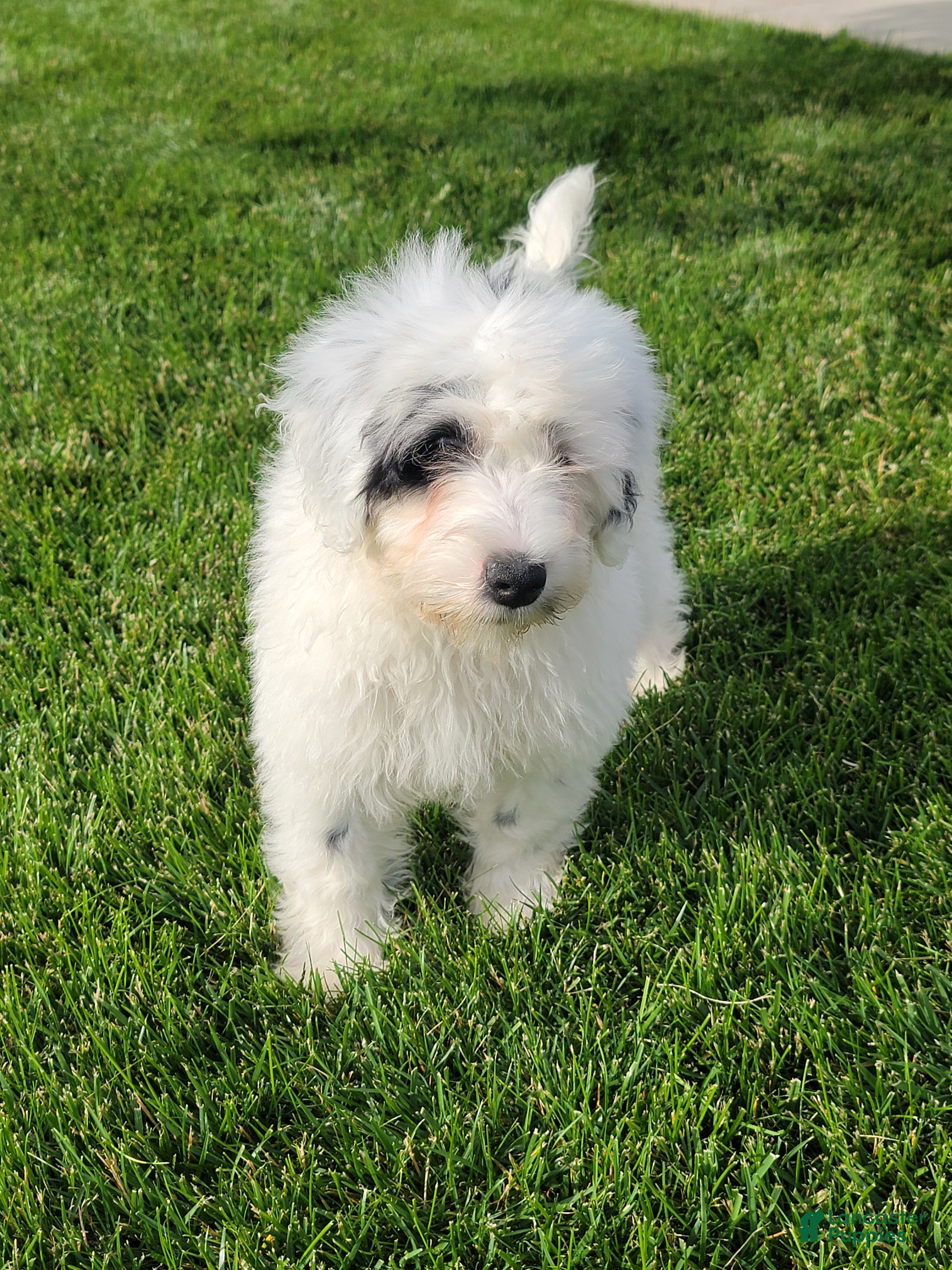 Portuguese Water Dog dogs Maverick  - Ad 2