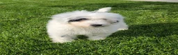Portuguese Water Dog dogs for sale: Maverick  - Ad 2