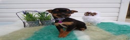 Mixed Breed dogs for sale: Mixed Breed Puppy 3 Trina - Ad 2