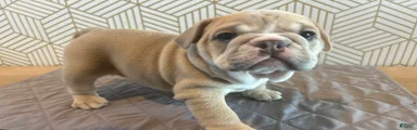 Lola