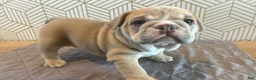 English Bulldog dogs for sale: Lola - Ad 4
