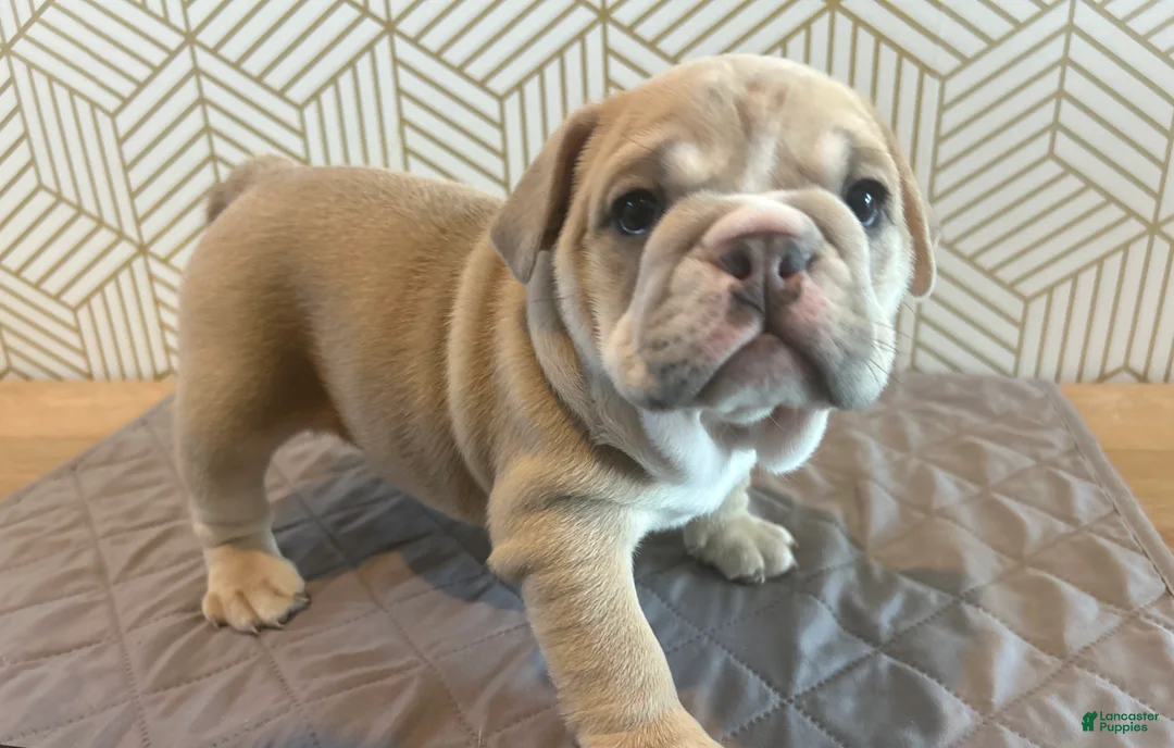 English Bulldog dogs for sale: Lola - Ad 1