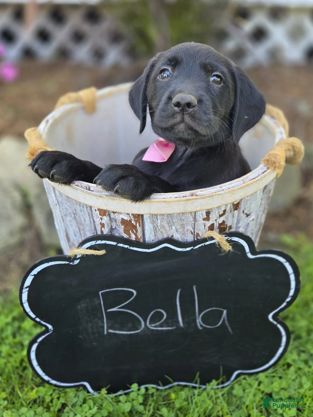 Mixed Breed dogs for sale: Bella - Ad 4