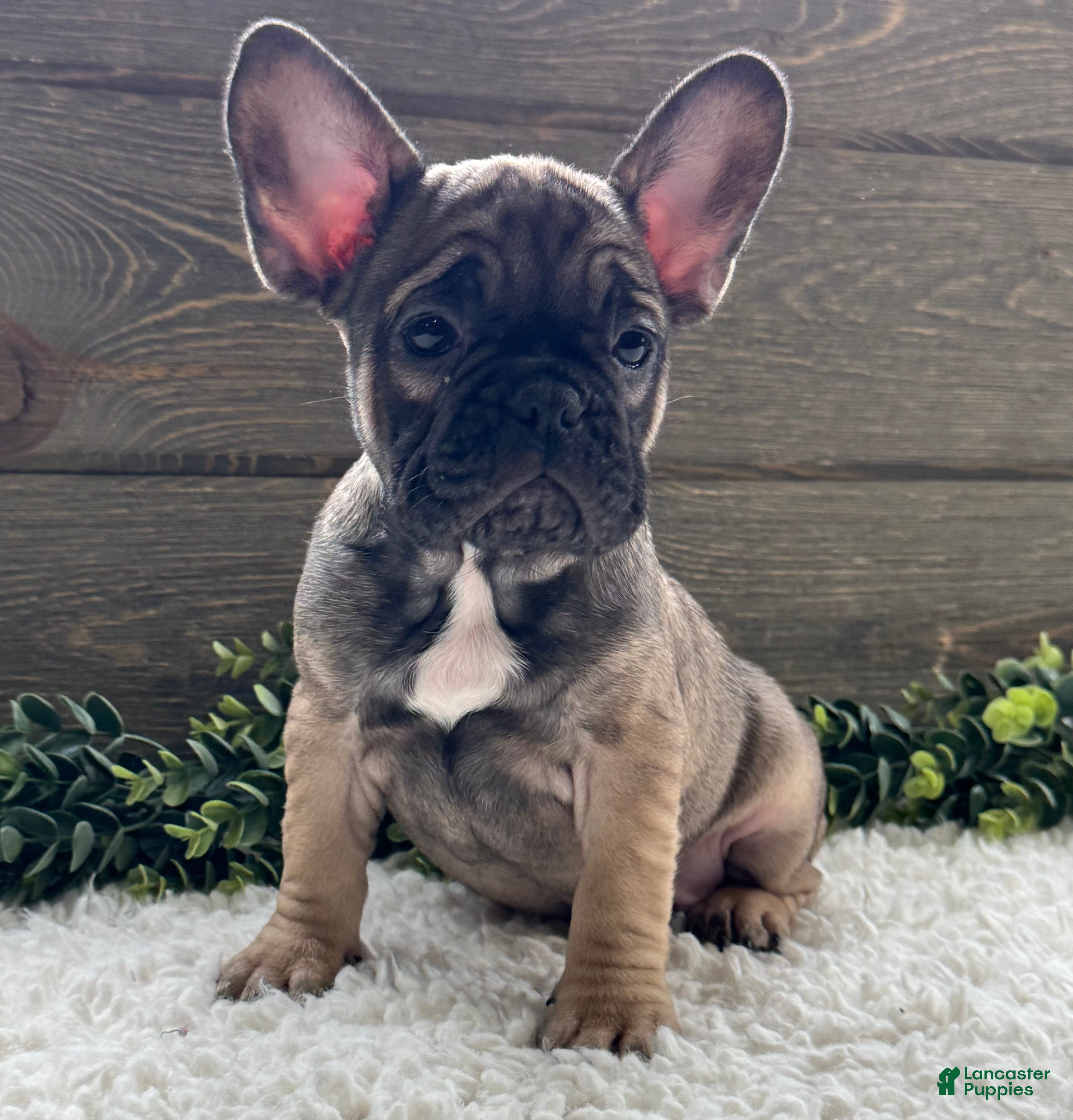 Mixed Breed dogs Luke  - Ad 1