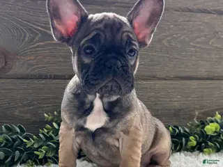 Mixed Breed dogs for sale: Luke - Ad 1