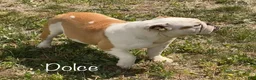 English Bulldog dogs for sale: Muffin - Ad 12