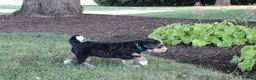 Bernedoodle dogs for sale: Sheldon - Ad 7