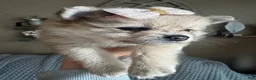 Pomeranian dogs for sale: Lilly - Ad 4