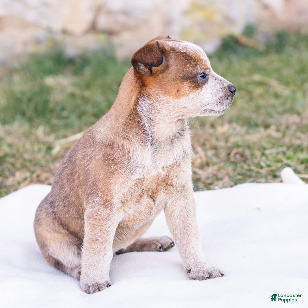 Mixed Breed dogs for sale: Harriet  - Ad 1