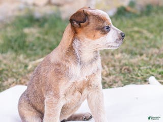Mixed Breed dogs Harriet - Ad 40