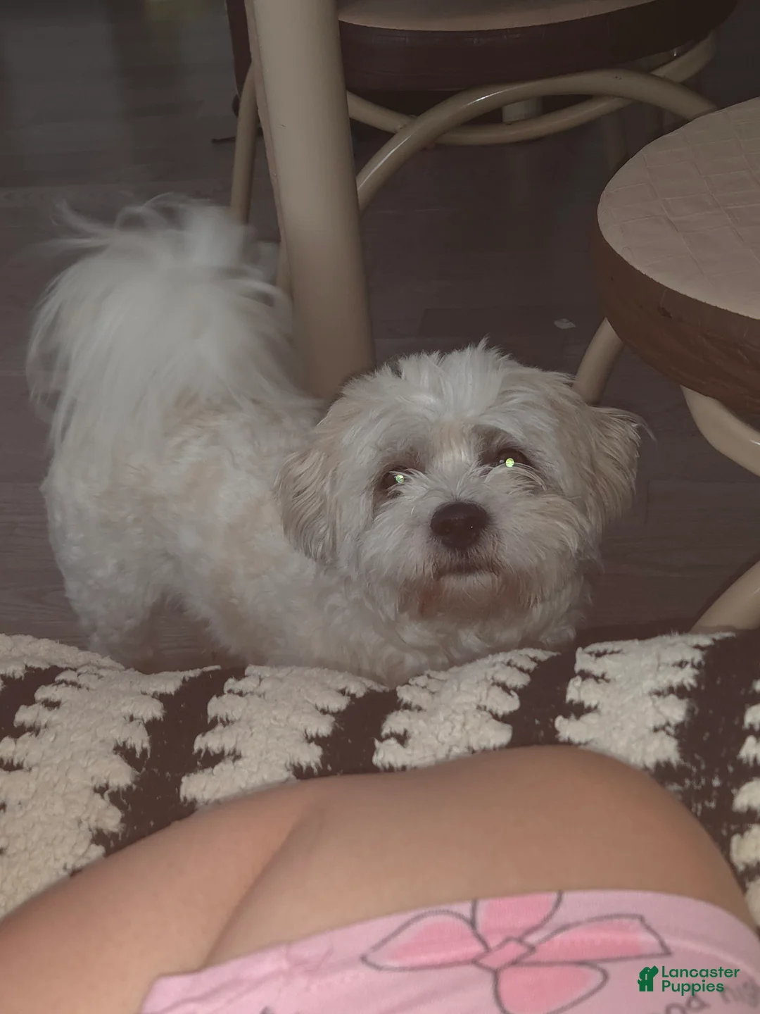 Teddy Bear dogs for sale: Cejas  - Ad 2