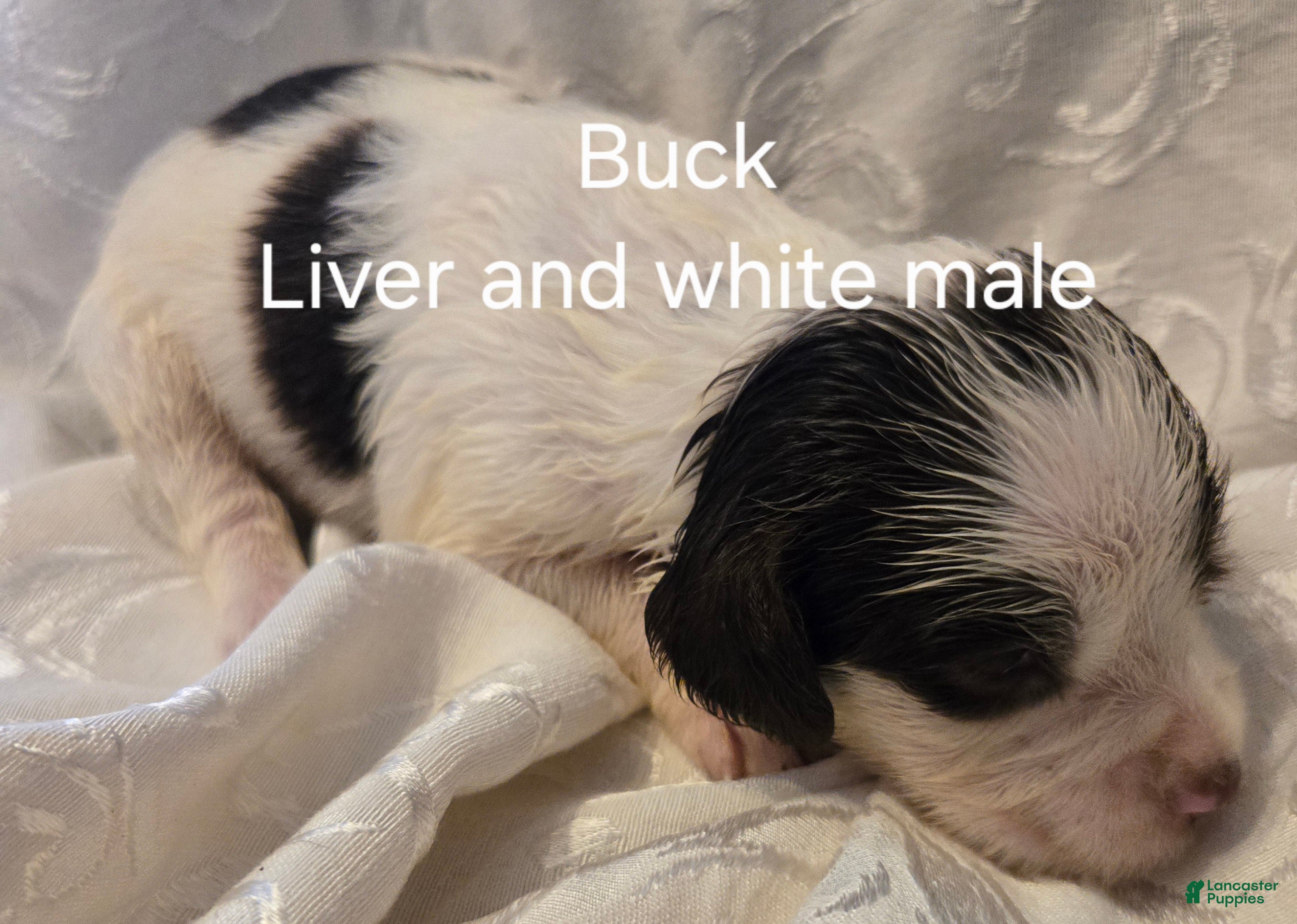 English Springer Spaniel dogs English Springer Spaniel Puppy 3 - Ad 1