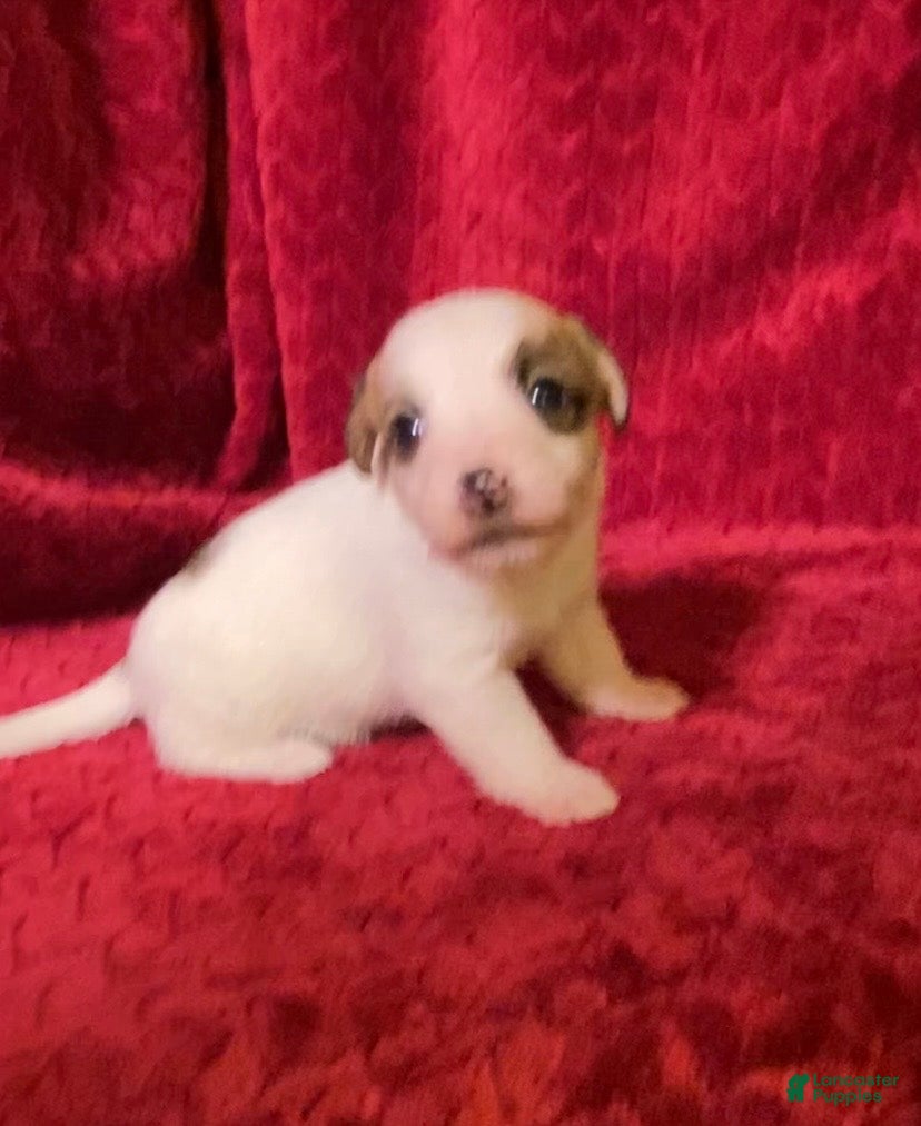 Jack Russell Terrier dogs Jack Russell Terrier Puppy 6 - Ad 2