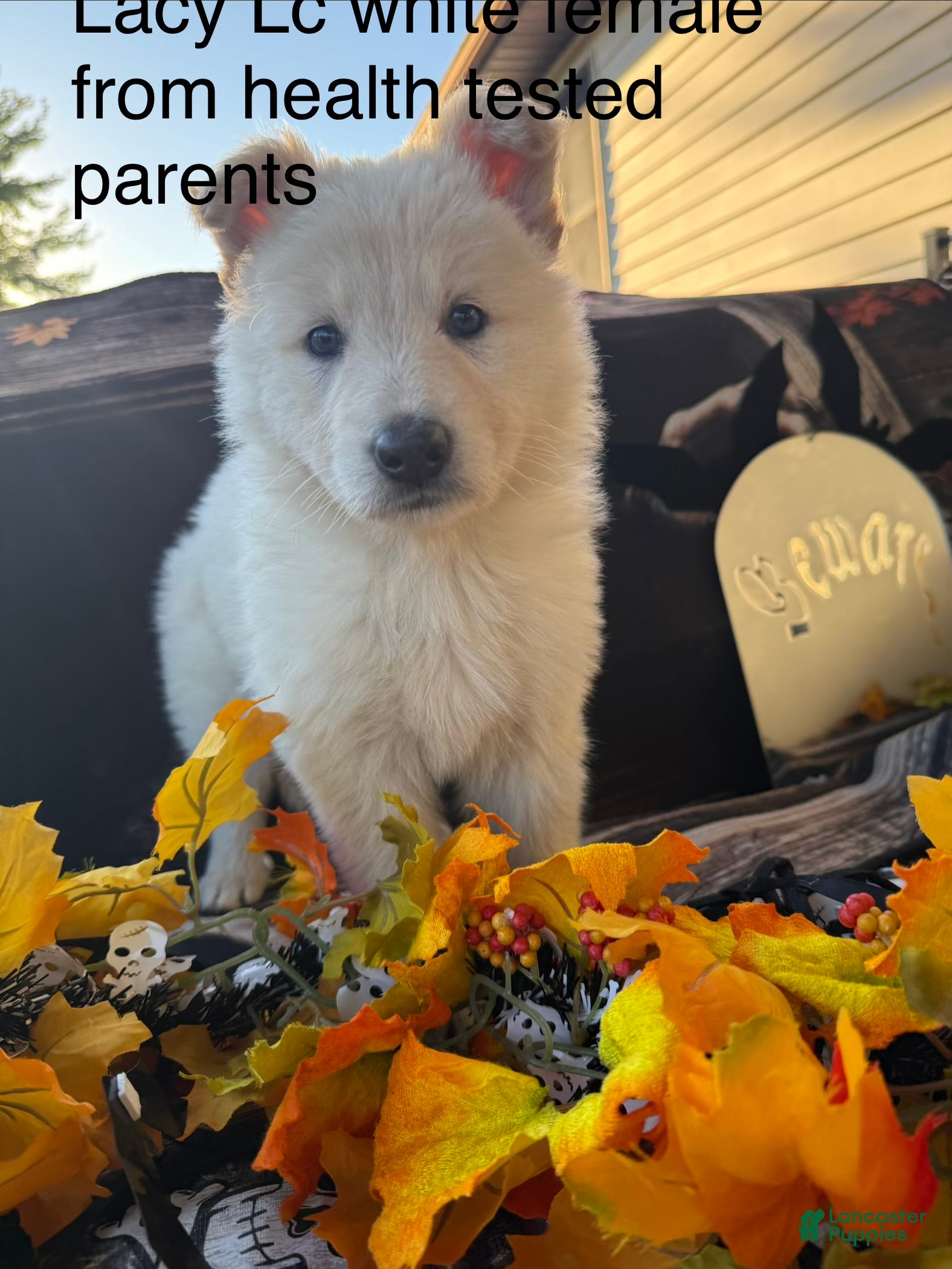 German Shepherd dogs for sale: Lacy  - Ad 28