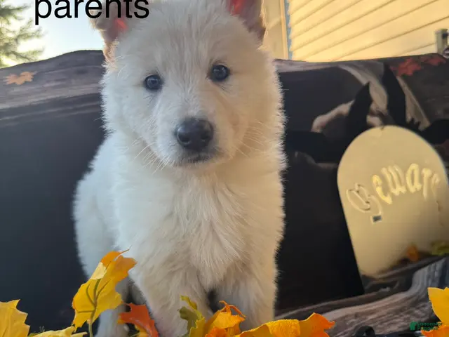 German Shepherd dogs for sale: Lacy - Ad 28