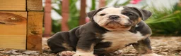 Mixed Breed dogs for sale: Duke Victorian Bulldog - Ad 10