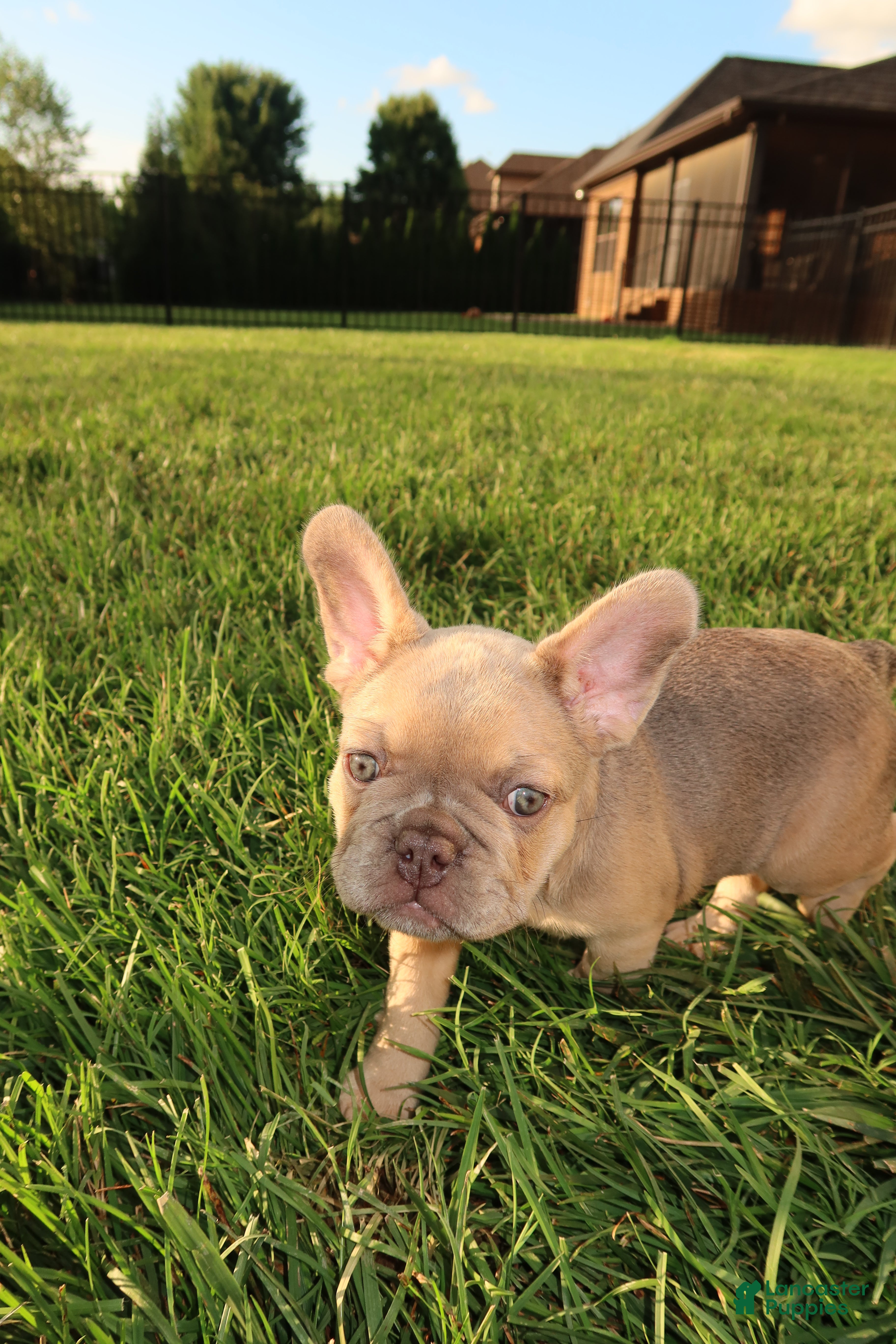 French Bulldog dogs Armani - Ad 2