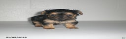 Yorkiepoo dogs for sale: Theo - Ad 16