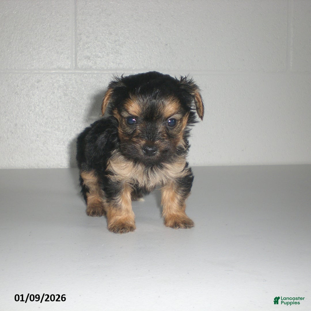 Yorkiepoo dogs for sale: Theo - Ad 16