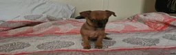 Chihuahua dogs for sale: Davey - Ad 4