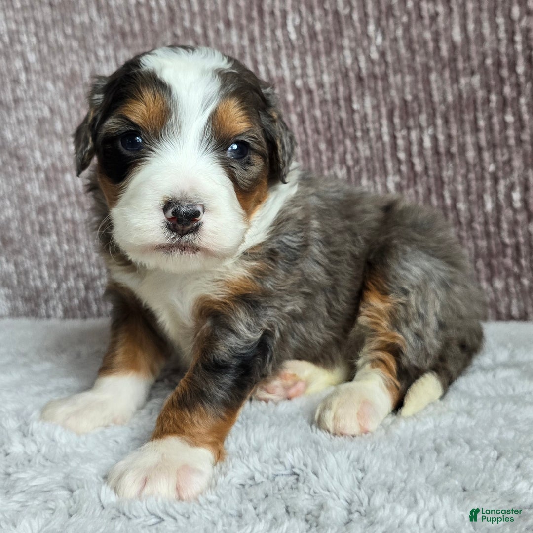 Mini Bernedoodle dogs for sale: Mini Alfie - Ad 2