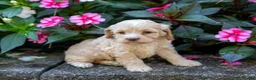 Cockapoo dogs for sale: Gwen - Ad 2