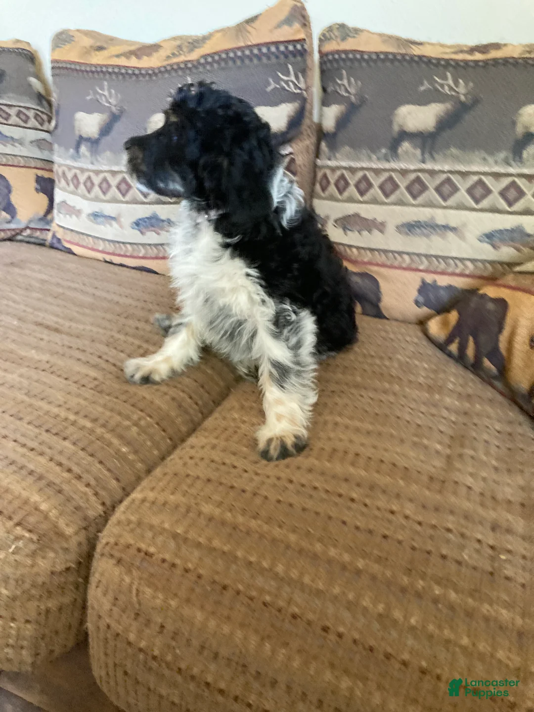 Mini Aussiedoodle dogs for sale: Miniature Aussiedoodle Buddy - Ad 2