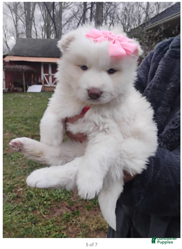 Siberian Husky dogs Siberian Husky Puppy 6 - Ad 1