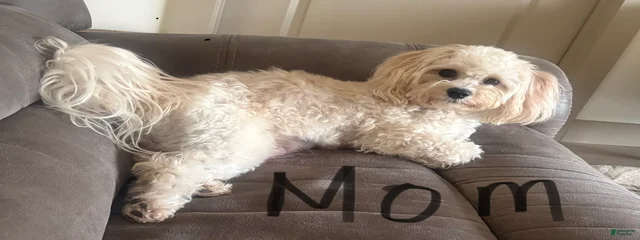 Darla