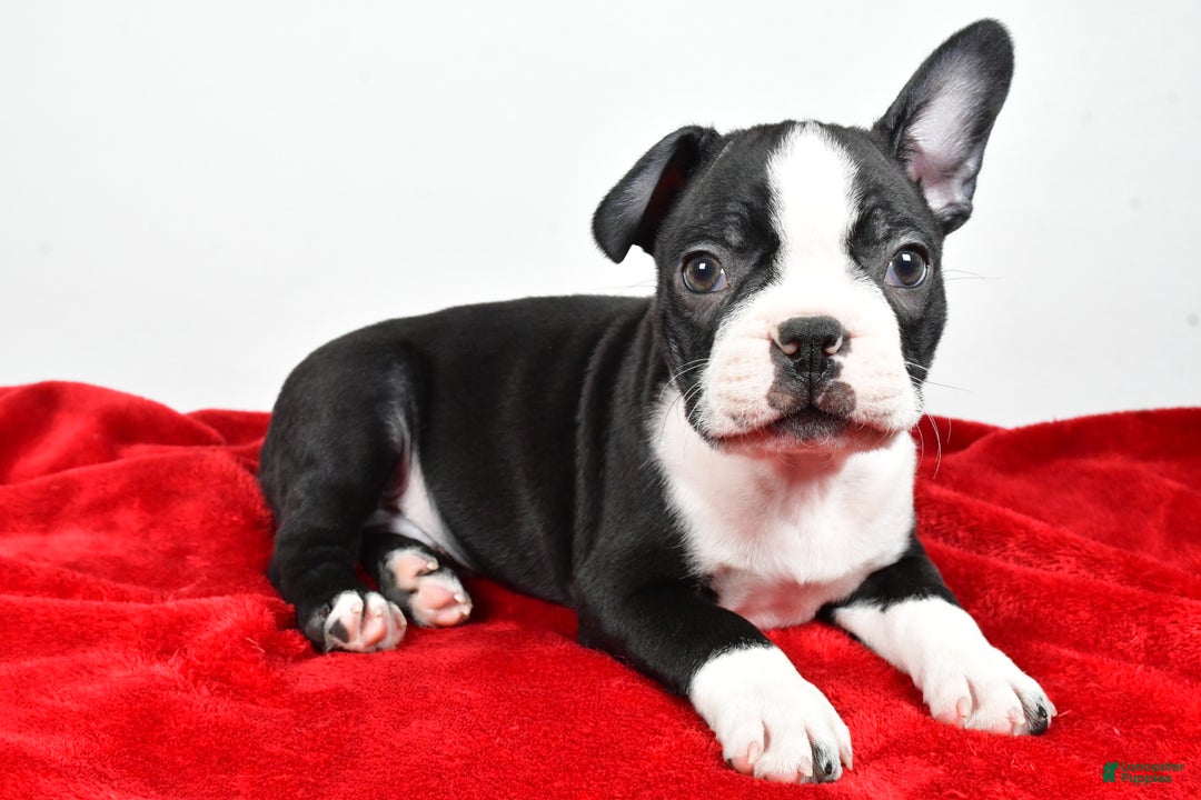 Boston Terrier dogs for sale: Ian - Ad 1