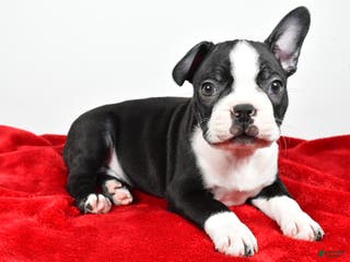 Boston Terrier dogs Ian - Ad 2