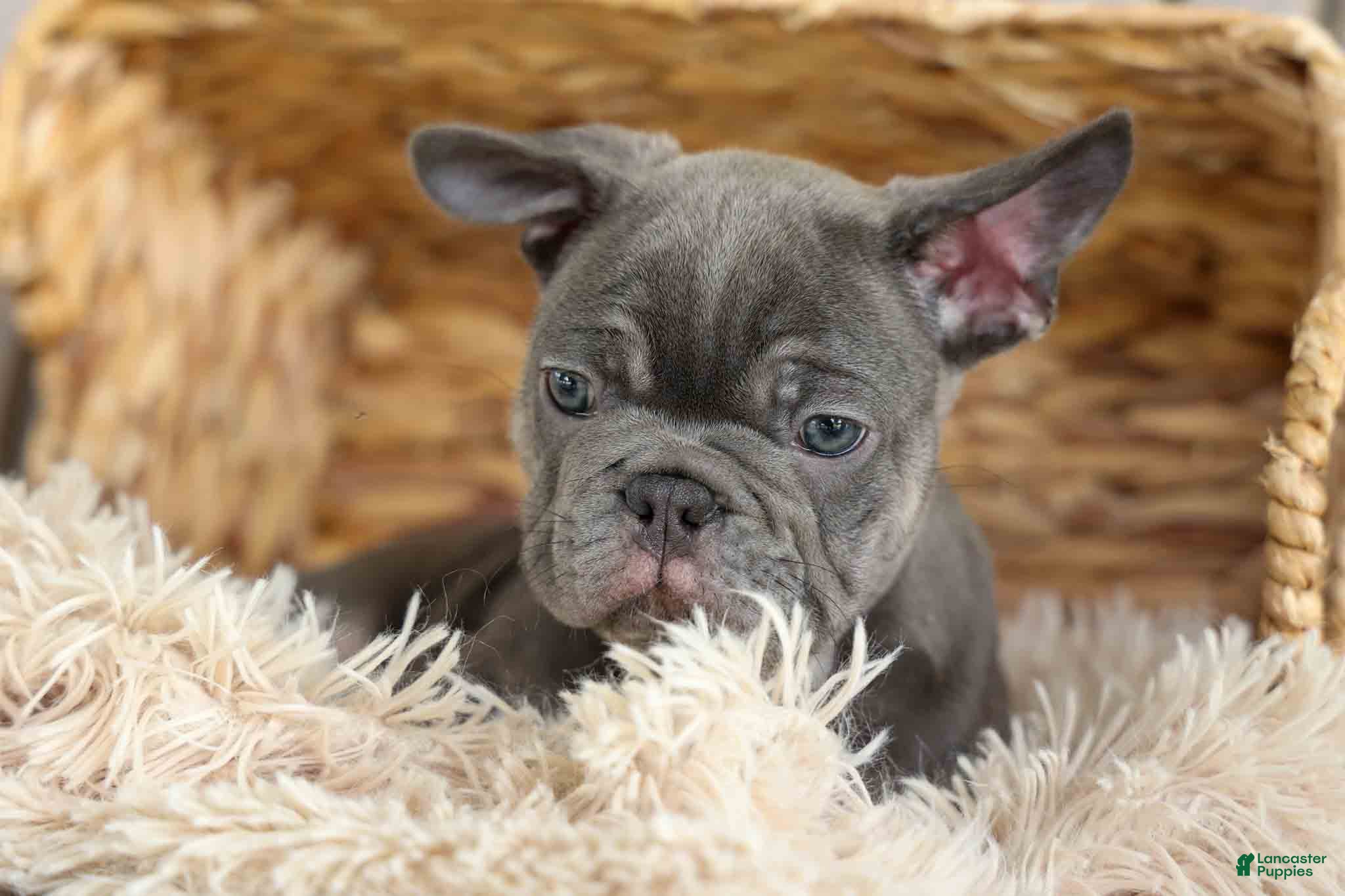 French Bulldog dogs 🐾 Mickey - Ad 2