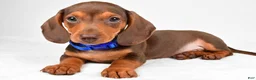Miniature Dachshund dogs for sale: Austin - Ad 1