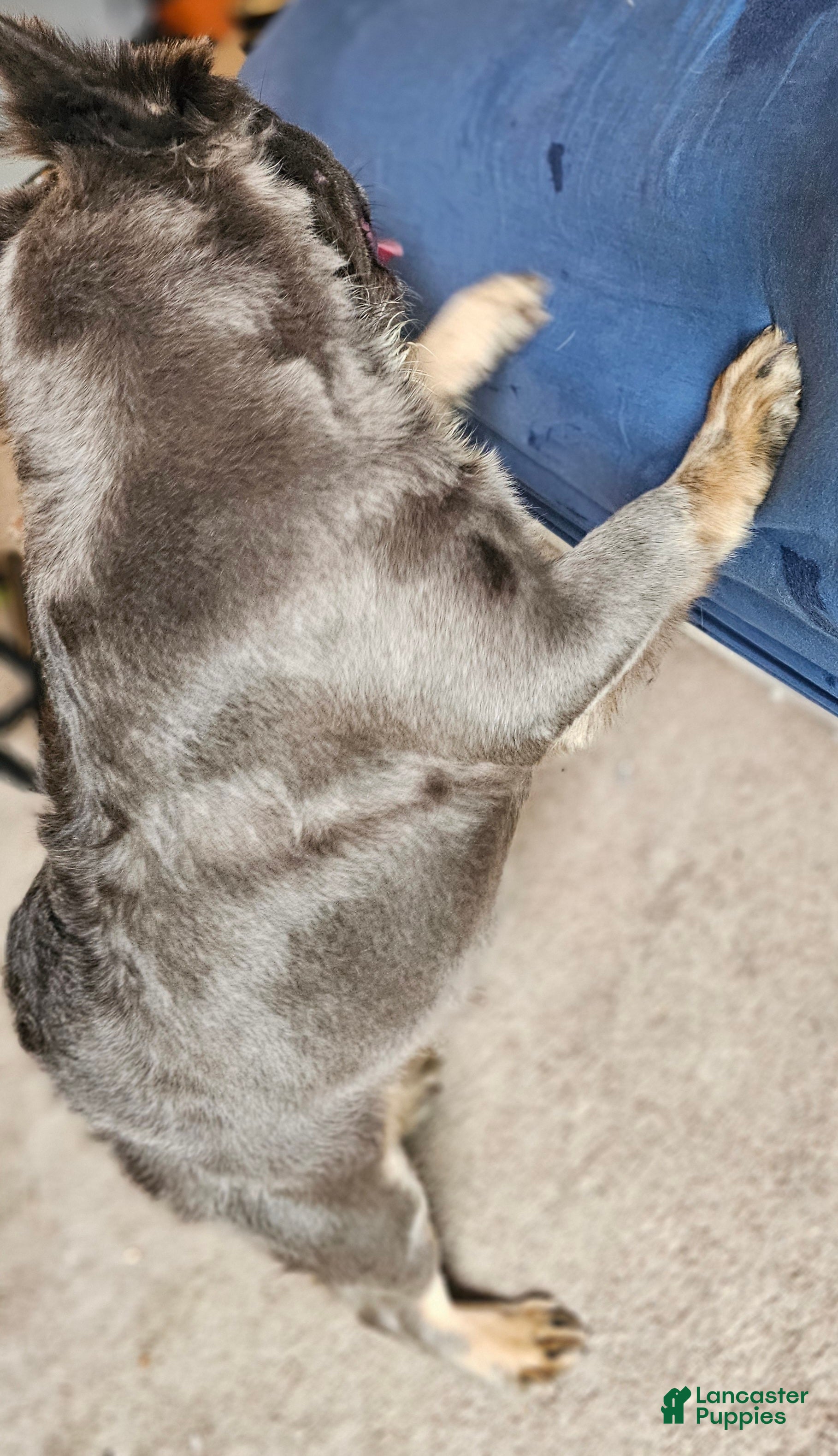 French Bulldog dogs Ultima, the total package 🐾 - Ad 2