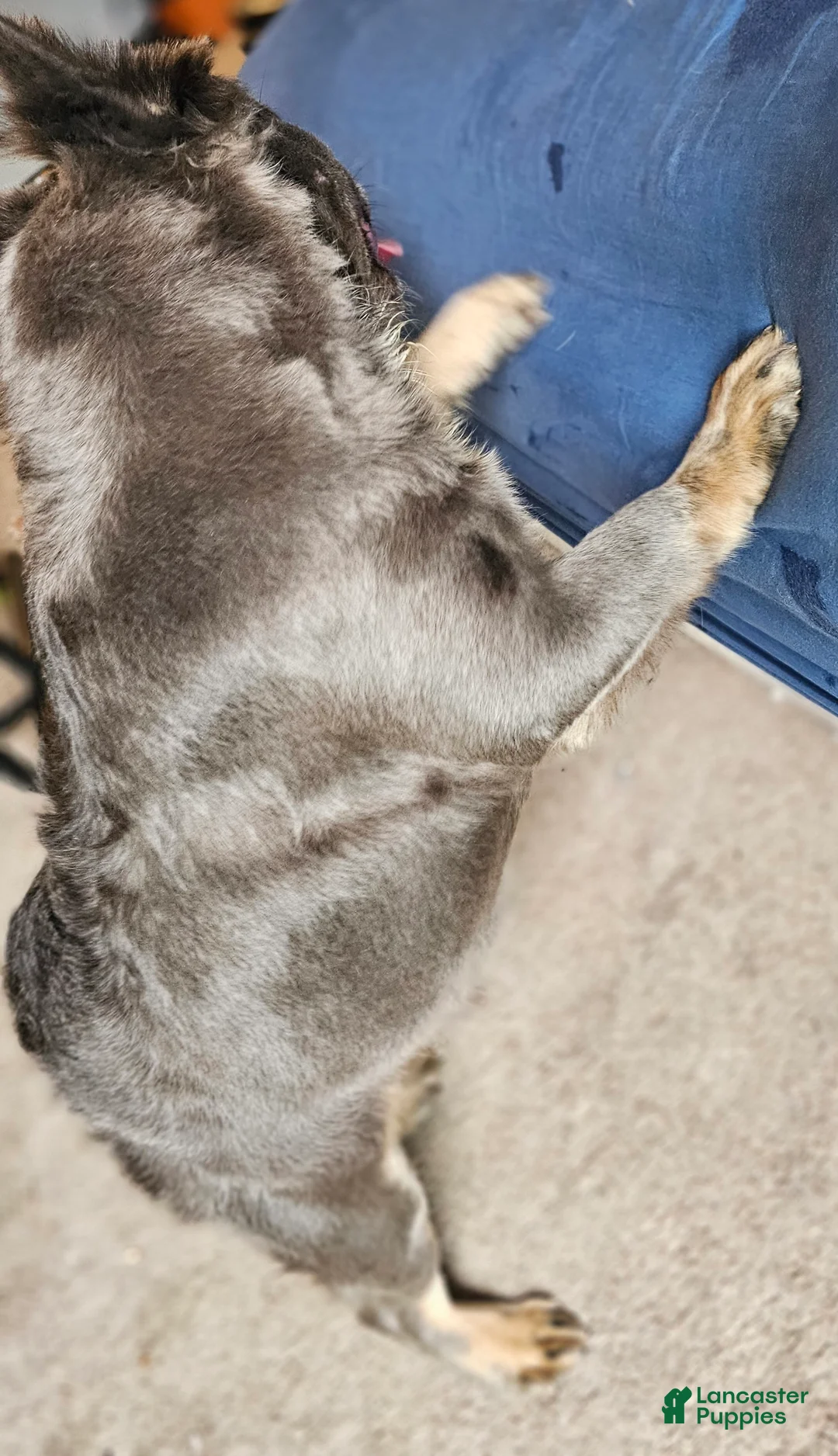 French Bulldog dogs for sale: Ultima, the total package 🐾 Special! - Ad 2