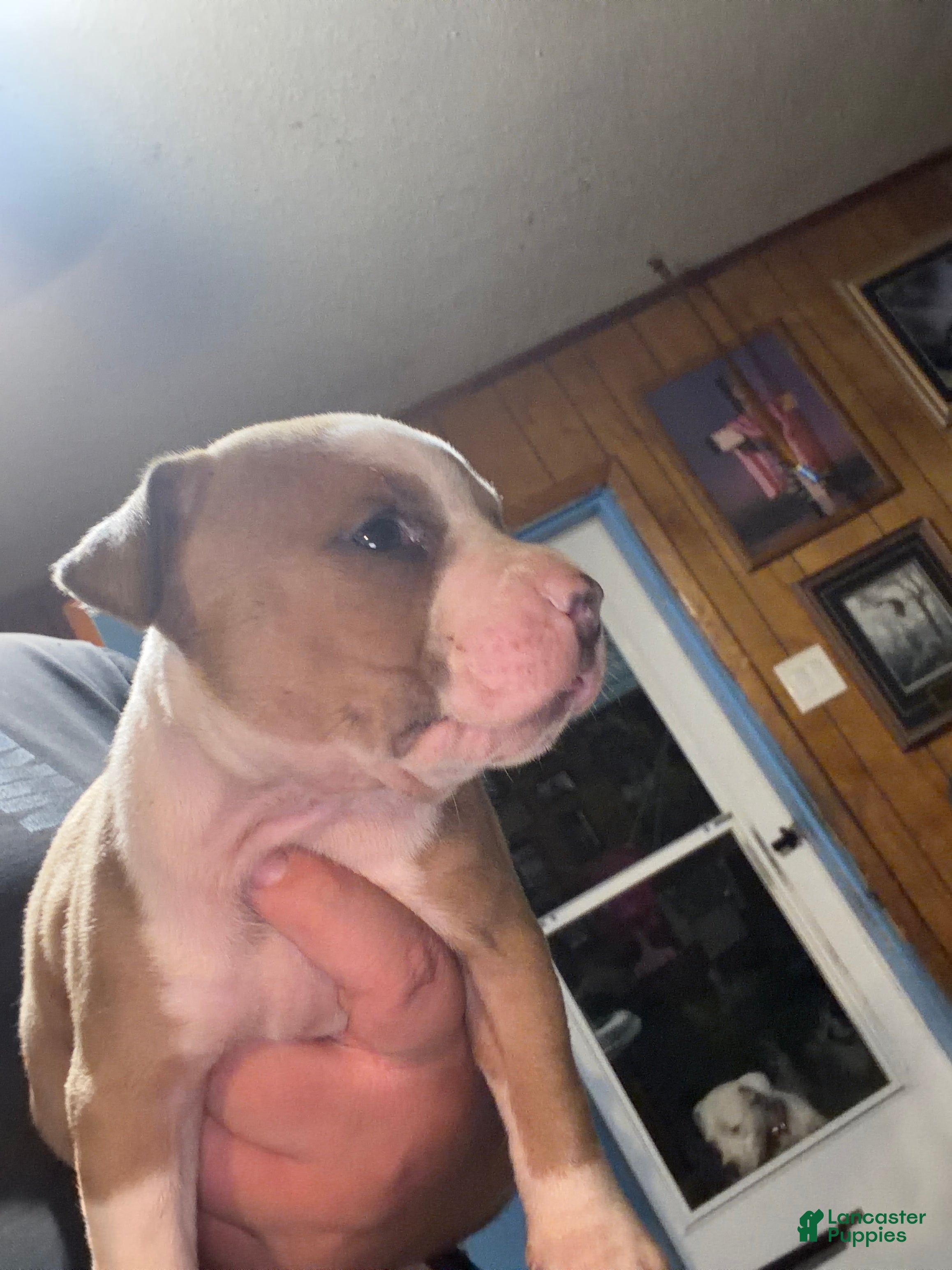 American Bully dogs American Bully 4 - Ad 19